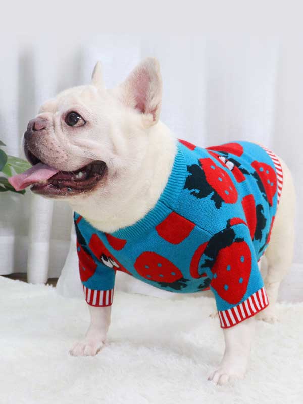 New autumn and winter dog clothes bulldog sweater strawberry cartoon short body fat dog method fighting autumn sweater 107-222041 www.gmtpet.com