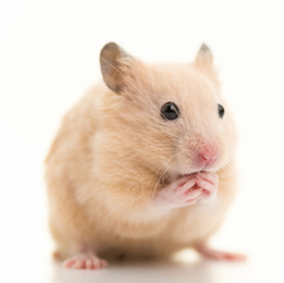 Hamster