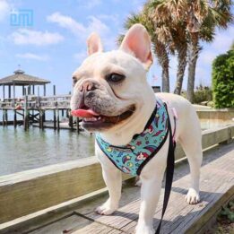 Dog Harness