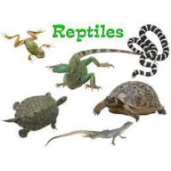 Reptile